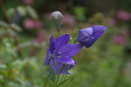 Platycodon grandiflorus 'Florist Blue'Ballonklokje bestellen